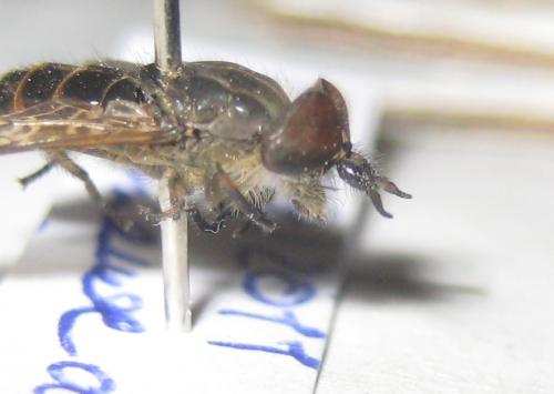 Haematopota pluvialis